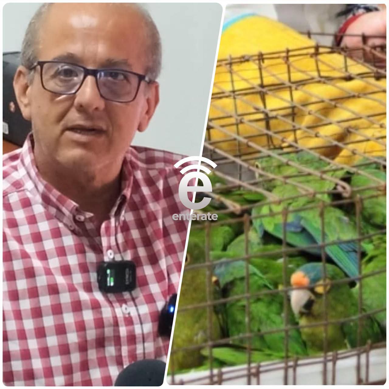 Incrementa la venta ilegal de pericos y loros en Nayarit